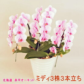 赤平長持ち胡蝶蘭　ピンクミディ3本仕立て【チャンピオン マヤ】≪12月から5月までは北海道のみ配送≫