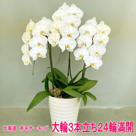 数量限定！赤平長持ち胡蝶蘭　大輪白3本立ち24輪満開蕾なし【ソゴー　ユキディアン】≪12月から5月までは北海道のみ配送≫