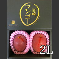 宮崎県産 完熟マンゴー 2L 2玉 秀品 贈答用 化粧箱入り アップルマンゴー 熱帯果実 産地直送 産直 赤池農…