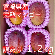 宮崎県産 完熟マンゴー 訳あり 3-4玉 1.2kg アップルマンゴー 熱帯果実 産地直送 産直 加工用 赤池農園 …