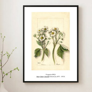 �y���������z���E�̖���|�X�^�[�y���A���[�E�f�C�W�[�E�A�[�m���h�z�yFragaria (1912)�E�I�����_�C�`�S�z�͂��� A4�T�C�Y�@A3�T�C�Y 19���I 20���I �ʎ� �ʎ� �A�� �{�^�j�J�� �ԃA�����J ����