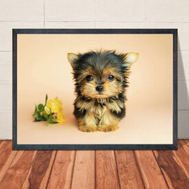 【送料無料】A4ポスター ヨークシャテリア【1】かわいいワンコのポスター 犬 インテリア 写真 A4・A3サイズ 巣ごもり生活 ペット 動物 インスタグラム インスタ映え 小物 m1