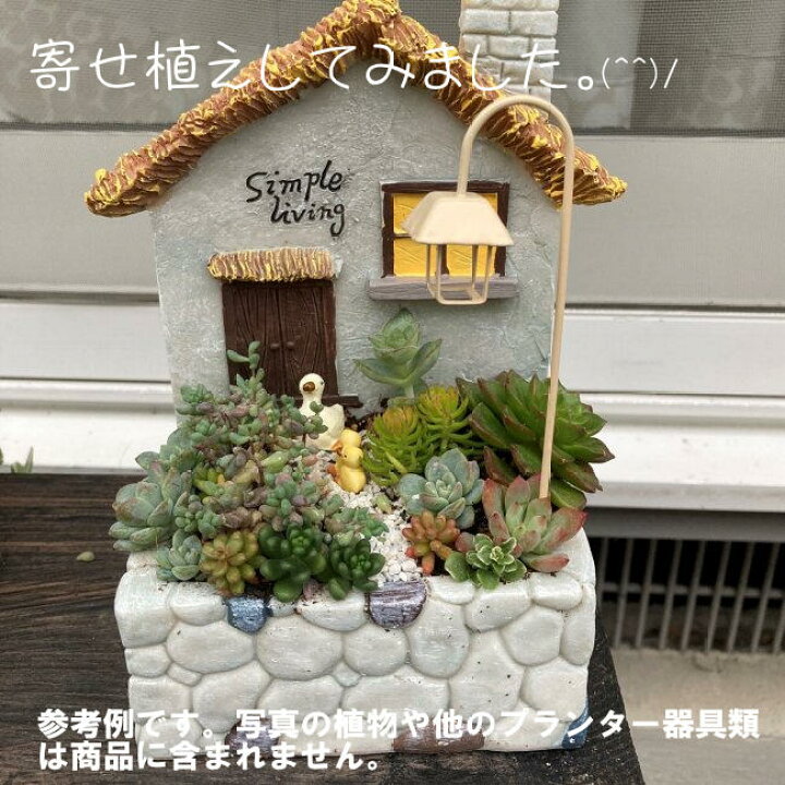 楽天市場 Roogo 多肉植物 壁掛けプランター わらぶきの家 植木鉢 ポット サボテン 花 カクタス セダム アロエ ガーデニング 観葉植物 花壇 寄せ植え インテリア 庭 階段 おうち時間 趣味 レトロ クリスマス 花瓶 国内発送 国内検品済 ワークショップ 赤い屋根ワークス