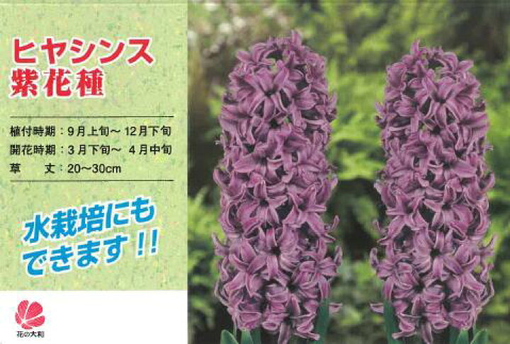 楽天市場 ヒヤシンス水栽培用特大球根 紫 ムラサキ １０球入り 容器別売 ヒヤシンス 球根 水耕栽培 秋植え 家庭菜園 秋まき プランター ベランダ ガーデン ギフト 誕生日 プレゼント にもどうぞ 切り花 としても 利用可能 赤松種苗