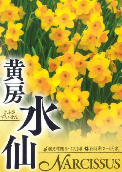 楽天市場 黄房水仙 2球セット 花 球根 秋植え 秋まき 秋 花 種 花の種 プランター ガーデニング 家庭菜園 秋に植える おすすめ 赤松種苗