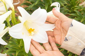 楽天市場 球根 送料無料 てっぽうゆり １０球入り きゅうこん プランター 鉢植え 秋植えの花球根 秋咲き球根 寄せ植え ベランダ 初心者 育てやすい 簡単 毎年開花 テッポウユリ 鉄砲百合 ガーデニング 和風 切り花 生け花 夏 開花 ５月咲き ６月咲き ７月