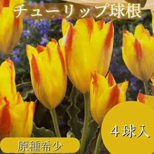 チューリップ 種の人気商品 通販 価格比較 価格 Com