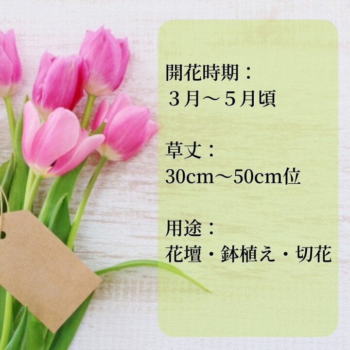 楽天市場 球根 チューリップ 球根 植えっぱなし １０球 陽だまり 赤 白 黄色 秋植え 家庭菜園 Hana秋まき花たね 花の種 花の苗 プランター ベランダ ガーデン ギフト 誕生日 プレゼント にもどうぞ 切り花 としても 利用可能 耐寒性 のある 種類 セット 栽培 ミックス