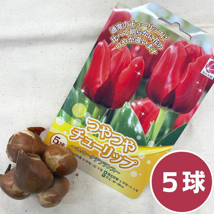 楽天市場 球根 チューリップ 球根 植えっぱなし ５球 ユニークデフランス 赤 レッド 秋植え 家庭菜園 Hana秋まき花たね 花の種 花の苗 プランター ベランダ ガーデン ギフト 誕生日 プレゼント にもどうぞ 切り花 としても 利用可能 耐寒性 のある 種類 セット 栽培