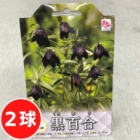 黒百合 球根 2球入り 花 球根 秋植え 秋まき 秋 花 種 花の種 プランター ガーデニング 家庭菜園 秋に植える おすすめ