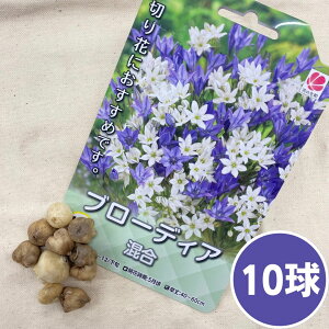 球根 ブローディアの人気商品 通販 価格比較 価格 Com 球根 ブローディアの人気商品 通販 価格比較 価格 Com