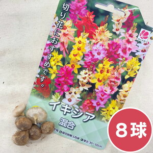 イキシア 球根の人気商品 通販 価格比較 価格 Com