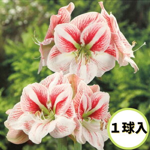 【 処分特価 】【 花球根 】アマリリス 1球入り 白に赤花種
