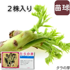 【 春植え時期 】 たらの芽 2株入り 山菜