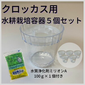 【資材】クロッカス用 水耕栽培容器 5個 セット