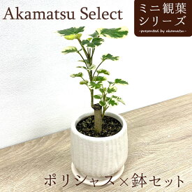 Akamatsu Select ポリシャス×鉢セット 3号