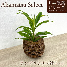 Akamatsu Select ドラセナ サンデリアーナ×鉢セット 3号 幸福の木 ビクトリー