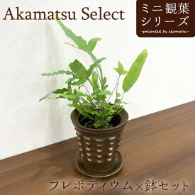 Akamatsu Select フレボディウム オーレウム ブルースター×鉢セット 3号