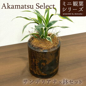 Akamatsu Select 幸福の木 ドラセナ サンデリアーナ×鉢セット 3号 ゴールド ビクトリー