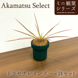 Akamatsu Select 幸福の木 ドラセナレインボー×鉢セット 3号 コンシンネ