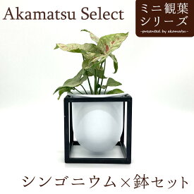Akamatsu Select シンゴニウム×鉢セット 3号 シンゴニューム コンフィティ
