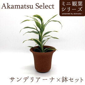 Akamatsu Select 幸福の木 ドラセナ サンデリアーナ×鉢セット 3号 サンデリー ホワイト