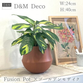 【現品限り】 クテナンテ ゴールデンモザイク × D&M DECO(ディーアンドエムデコ) フュージョンポット ラスト 17 5号
