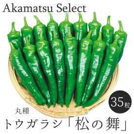 【ネコポス対応】 トウガラシ 唐辛子 種子 松の舞 宇治交配 35粒入り
