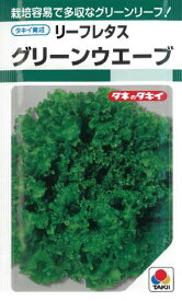 【 レタス種子 】リーフレタス グリーンウェーブ（1.8ml） 【ネコポス】 野菜の種 タキイ種苗