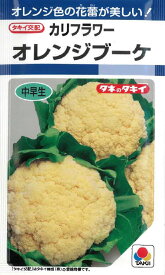【 カリフラワー種子 】オレンジブーケ（0.9ml） 【ネコポス】 野菜の種 タキイ種苗