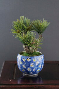 ~ я #51iԁjyMtgobOΉz