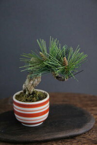 ~  #57iԁjyMtgobOΉz