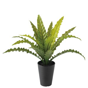 yԕiszAXvjE S / H45TCY / lHO[ / G}H