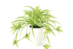 yԕiszId G / Y H30TCY / lHO[ / G}H