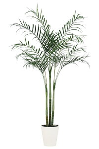 yԕiszAJV PE / H170TCY / lHO[ / G}H