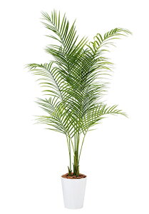 yԕiszAJV PE / H180TCY / lHO[