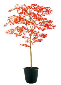 yԕisz}~W RED / H150TCY / lHO[