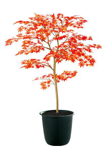 yԕisz}~W RED / H100TCY / lHO[