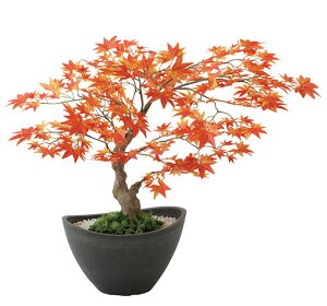 yԕisz}~W {E RED / lHO[ / G}H