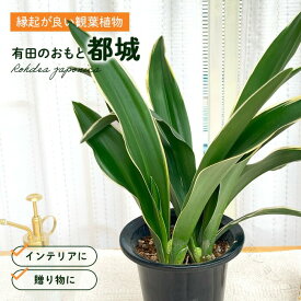 観葉植物 有田 おもと 万年青 都城 5.5号鉢 オモト 引越し祝い 新築祝い 観葉植物 贈り物 プレゼント インテリア おしゃれ 風水 植物 鉢植え 室内 グリーン 玄関 置物 生命力 長寿 風水効