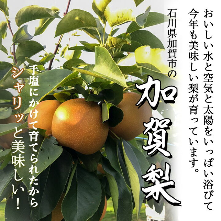 楽天市場】【贈答・家庭用】豊水 5kg 正規梨 石川県産 梨【送料無料 