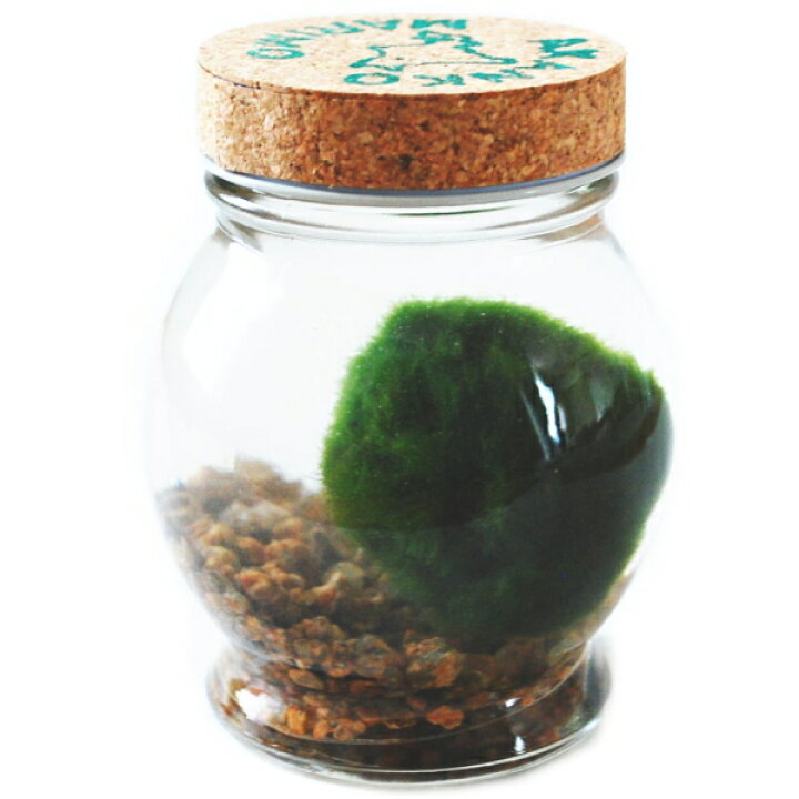 楽天市場 送料無料 天然マリモ 外国産 １個入り ミネラル鉱石入り まりも育成説明書付 水草 植物 アクアリウム 販売 通販 初心者向け グリーン 緑 癒し アイテム 雑貨 小物 インテリア 北海道 お土産 おみやげ ナチュラル 自然 ギフト 贈り物 阿寒湖 きりり