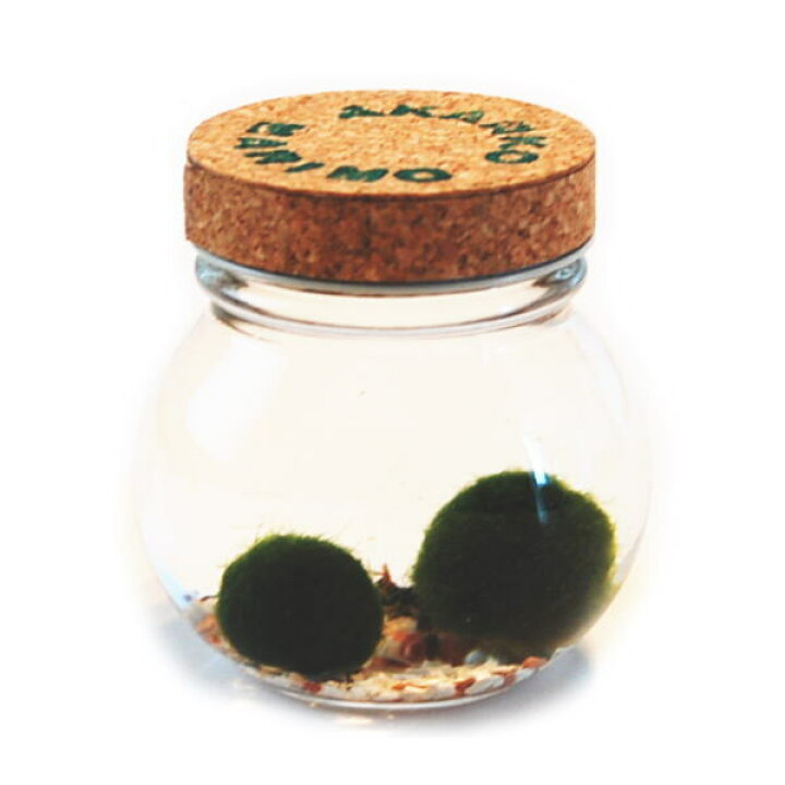 楽天市場 送料無料 養殖まりも２個入り 水草 植物 水道水で育成可能 北海道お土産 インテリア ギフト ガラス瓶 コルク まりも育成説明書付 癒し系 アイテム 雑貨小物 観賞 販売 アクアリウム 緑 グリーン 阿寒湖お土産 阿寒湖 きりり