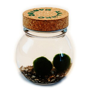  {B܂2i~lzΓj@@@A@܂琬t@KXr@RN@kC@yY@Mtg@@G݁@ACe@@CeA@@