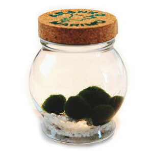  {B܂5@@@ANAE@A@}琬t@ň琬\@KXr@RN@΁@O[@kCyY@{@G݁@@CeA@