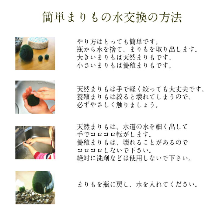 楽天市場 送料無料 天然まりも 外国産 1個 と まりものお食事5個 と ミネラル鉱石5個 の マリモ育成セット まりも育成説明書付 水草 植物 アクアリウム 誕生日 記念日 ギフト 贈り物 雑貨 小物 インテリア グッズ 阿寒湖 きりり