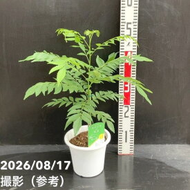 カレーの木（苗）カレーリーフ 5号｜草花10-TU