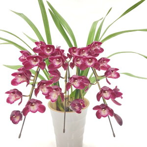 e[uVrW[ ԁ`ZڃsN 3{A[` t@C[rbW gCV[h 5 ͂10xꍇ܂Bbm10-SA