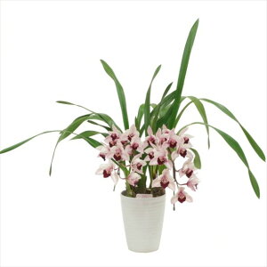 e[uVrW[ smm[ 2{A[` 5 ͂10xꍇ܂Bbm10-SA