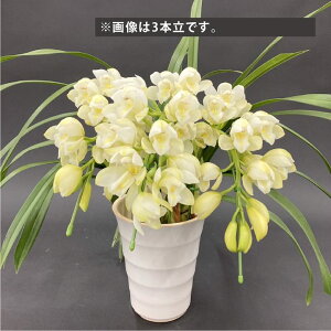 e[uVrW[  2{A[` }iVoeB[hC[W[ u[W[h 5 ͂10xꍇ܂Bbm10-SA